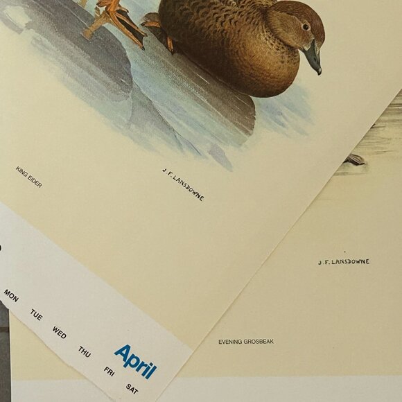 Vintage 1971 & 1972 Calendar Prints J.F. Lansdowne Birds - Picture 6 of 10